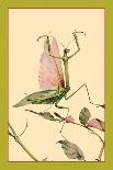 The Praying Mantis-Edward Detmold-Art Print