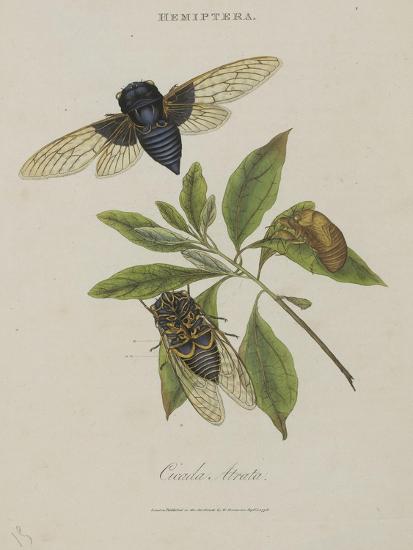 'Album Donovan : an epitome of the natural history of insects in China ...