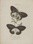 Lepidoptera: Phaloena Atlas, 1798-1799-Edward Donovan-Giclee Print