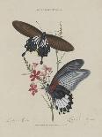 Album Donovan : an epitome of the natural history of insects in China-Edward Donovan-Laminated Giclee Print