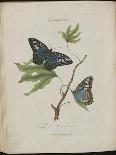 Lepidoptera: Phaloena Atlas, 1798-1799-Edward Donovan-Giclee Print