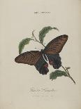 Bolton's Dragon-Fly-Edward Donovan-Giclee Print