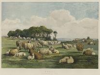 Sheep-Edward Duncan-Giclee Print