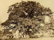 Oak in Summer-Edward Fox-Framed Photographic Print