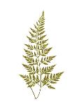 Polypodium Meniscifolium-Edward Joseph Lowe-Mounted Giclee Print