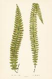 Polypodium Meniscifolium-Edward Joseph Lowe-Framed Giclee Print