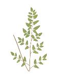 Polypodium Meniscifolium-Edward Joseph Lowe-Giclee Print