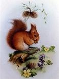 Red Squirrel with Primroses and Violets-Edward Julius Detmold-Giclee Print