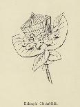 Lesser Sulphur-Crested Cockatoo-Edward Lear-Framed Giclee Print