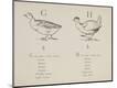 Premium Giclee Print