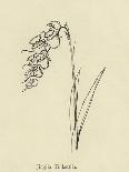 Lesser Sulphur-Crested Cockatoo-Edward Lear-Framed Giclee Print