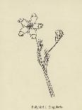 Guittara Pensilis. Illustration From Nonsense Botany by Edward Lear, Published in 1889.-Edward Lear-Giclee Print