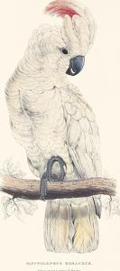 Salmon-Crested Cockatoo by Edward Lear