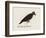Edward Lear, the Bird Book: the Black Bird (Colour Litho)-Edward (after) Lear-Framed Giclee Print