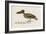 Edward Lear, the Bird Book: the Dark Green Bird (Colour Litho)-Edward (after) Lear-Framed Giclee Print