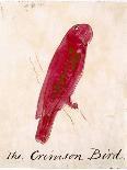 The Pink Bird-Edward Lear-Giclee Print