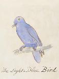 Red-Capped Parrot, Purpureicephalus Spurius-Edward Lear-Giclee Print