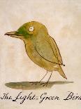 The Light Blue Bird, from 'Sixteen Drawings of Comic Birds' (Pen & Ink W/C on Paper)-Edward Lear-Giclee Print