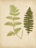 Woodland Ferns VI-Edward Lowe-Art Print