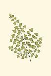 Woodland Ferns VI-Edward Lowe-Art Print