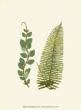 Lowes Fern V-Edward Lowe-Framed Art Print