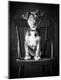 Photographic Print
