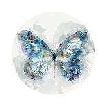 Indigo Butterfly III-Edward Selkirk-Art Print