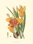 Striking Lilies II-Edward Step-Mounted Art Print