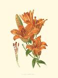 Striking Lilies II-Edward Step-Art Print