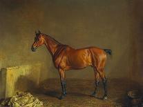 A Portrait of 'Marshall' a Bay Racehorse, in a Stall-Edward Troye-Framed Premier Image Canvas