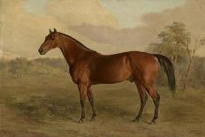 A Portrait of 'Marshall' a Bay Racehorse, in a Stall-Edward Troye-Framed Giclee Print