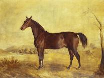 A Portrait of 'Marshall' a Bay Racehorse, in a Stall-Edward Troye-Framed Premier Image Canvas
