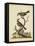 Edwards Bird Pairs II-George Edwards-Framed Stretched Canvas