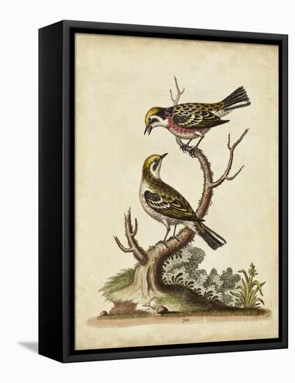 Edwards Bird Pairs II-George Edwards-Framed Stretched Canvas