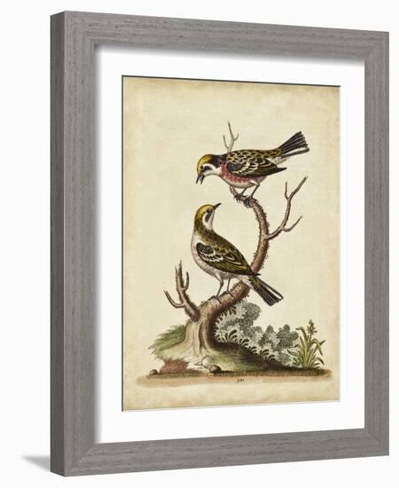 Edwards Bird Pairs II-George Edwards-Framed Art Print