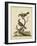 Edwards Bird Pairs II-George Edwards-Framed Art Print