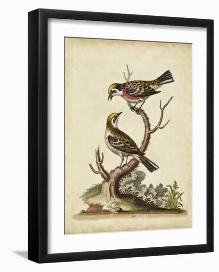 Edwards Bird Pairs II-George Edwards-Framed Art Print