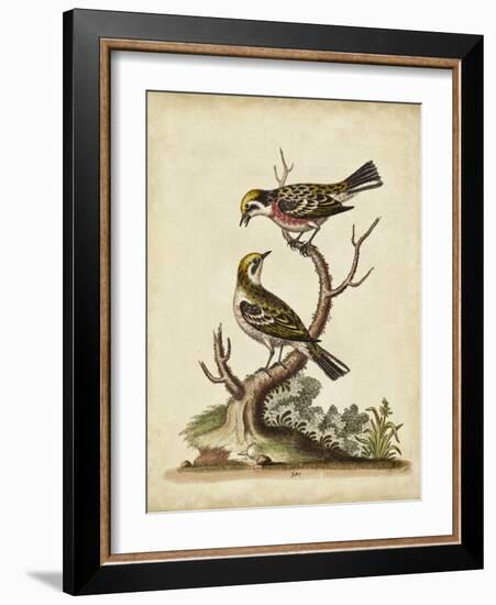 Edwards Bird Pairs II-George Edwards-Framed Art Print