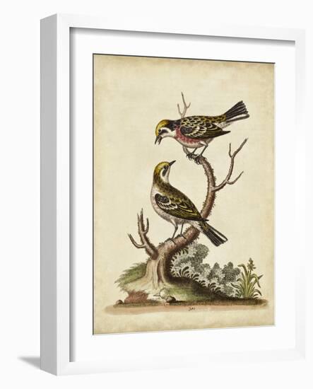 Edwards Bird Pairs II-George Edwards-Framed Art Print