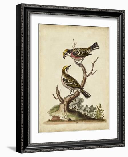 Edwards Bird Pairs II-George Edwards-Framed Art Print