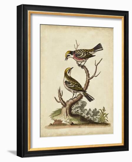 Edwards Bird Pairs II-George Edwards-Framed Art Print