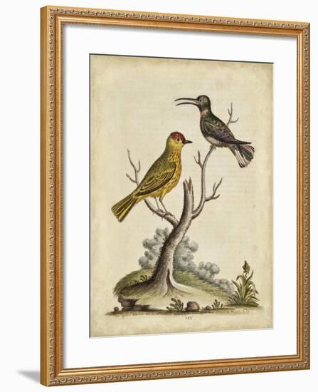 Edwards Bird Pairs IV-George Edwards-Framed Art Print