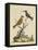 Edwards Bird Pairs IV-George Edwards-Framed Stretched Canvas