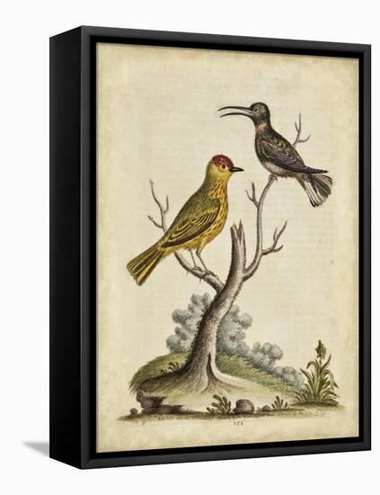 Edwards Bird Pairs IV-George Edwards-Framed Stretched Canvas