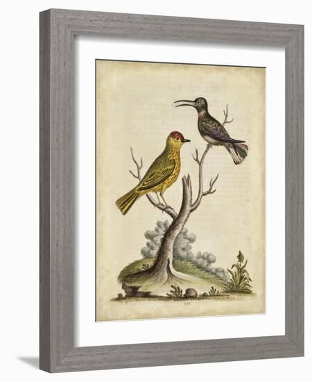 Edwards Bird Pairs IV-George Edwards-Framed Art Print