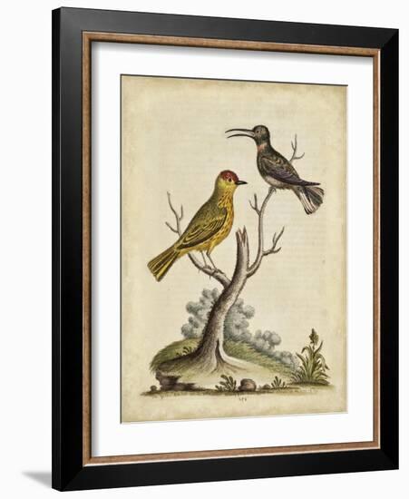 Edwards Bird Pairs IV-George Edwards-Framed Art Print