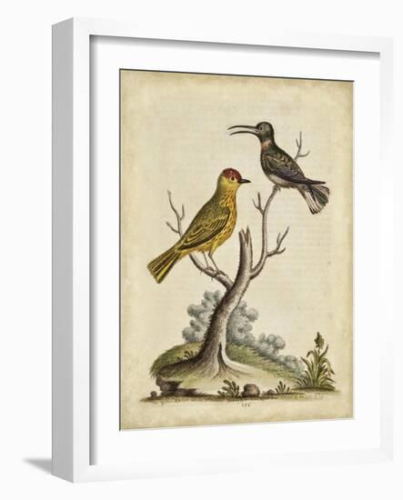 Edwards Bird Pairs IV-George Edwards-Framed Art Print