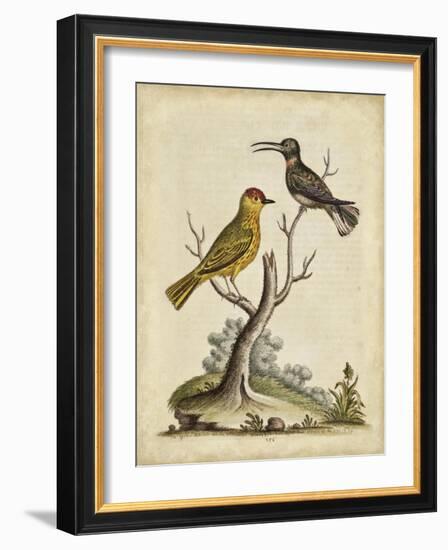 Edwards Bird Pairs IV-George Edwards-Framed Art Print