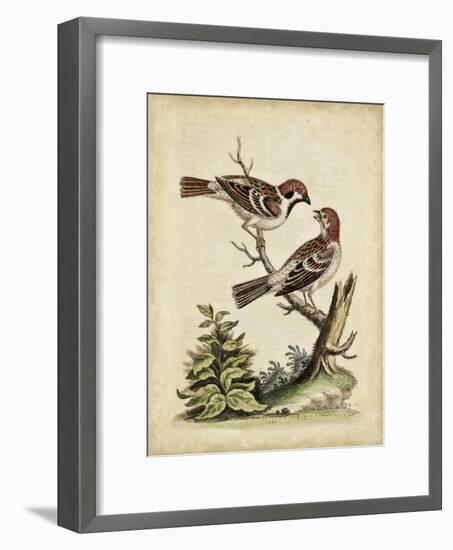 Edwards Bird Pairs VI-George Edwards-Framed Art Print