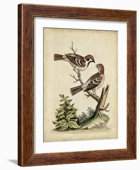 Edwards Bird Pairs VI-George Edwards-Framed Art Print